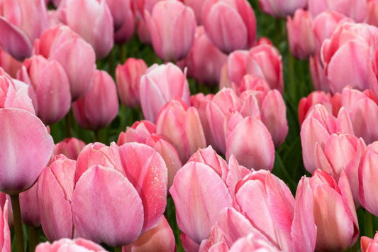 Tulipan Mystic van Eijk