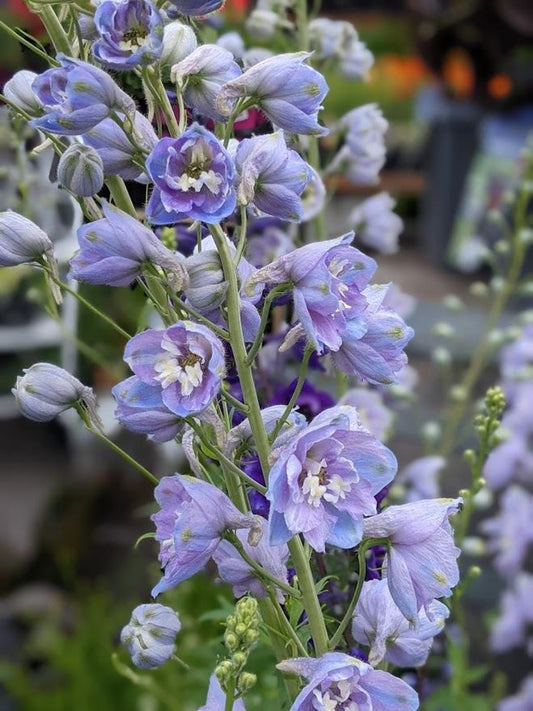 Ostrožnik Benary's pacific Cameliard