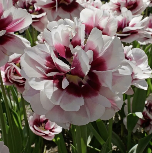 Tulipan Pistache