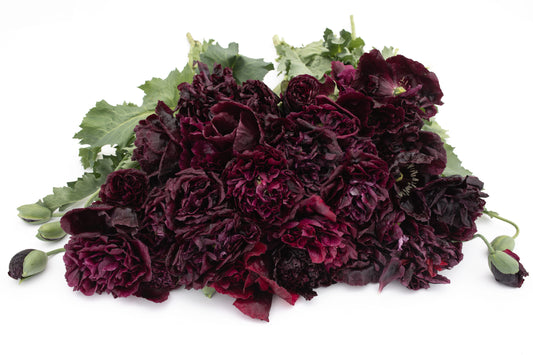 Pivonjasti mak Black