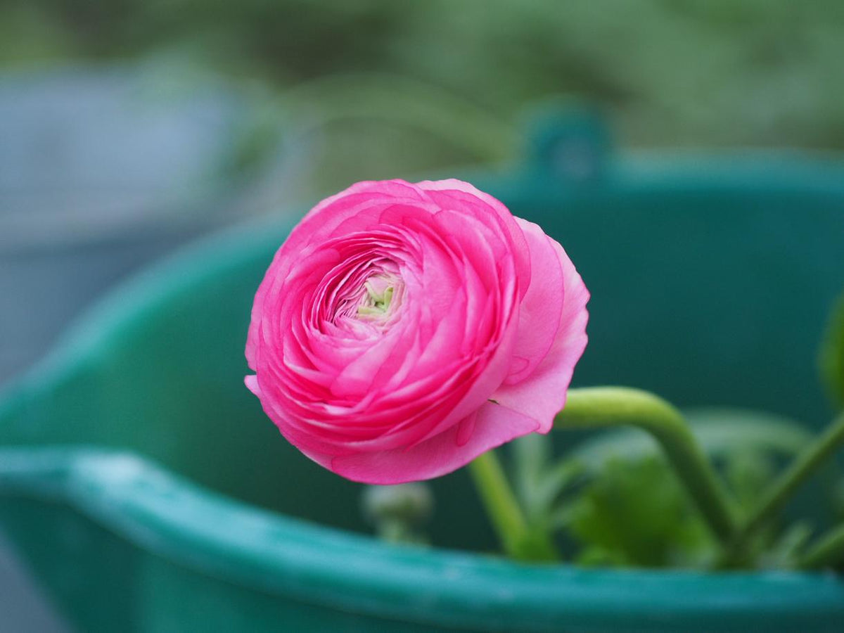 Ranunkula Elegance® Chiaro rosa