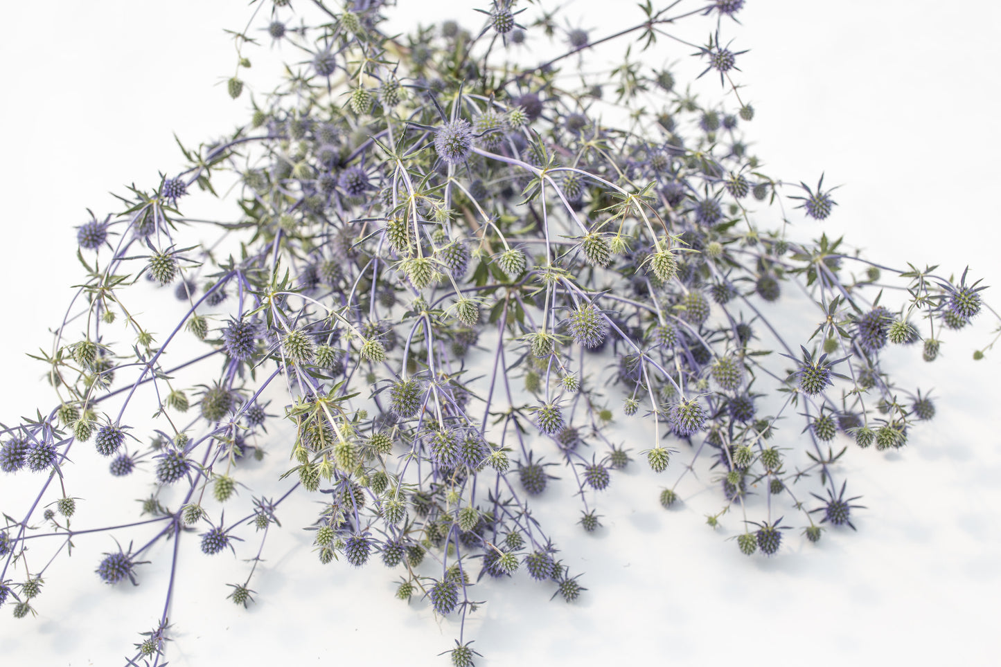 Ravnolistna možina (morska bodika)