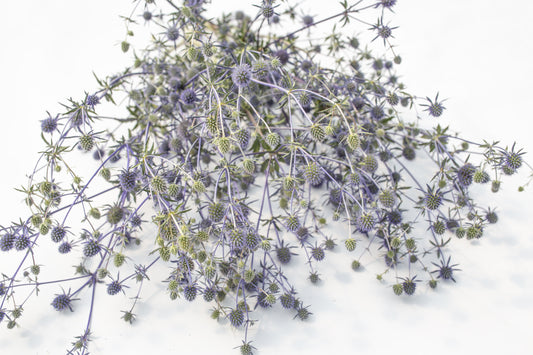 Ravnolistna možina (morska bodika)