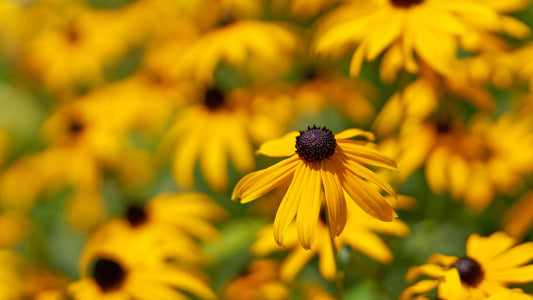 Rudbekija
