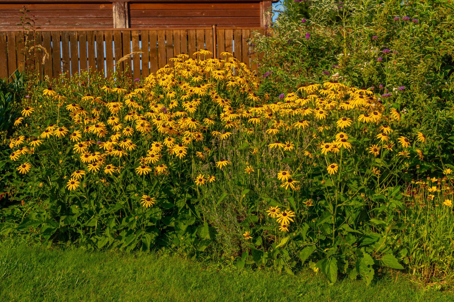 Rudbekija