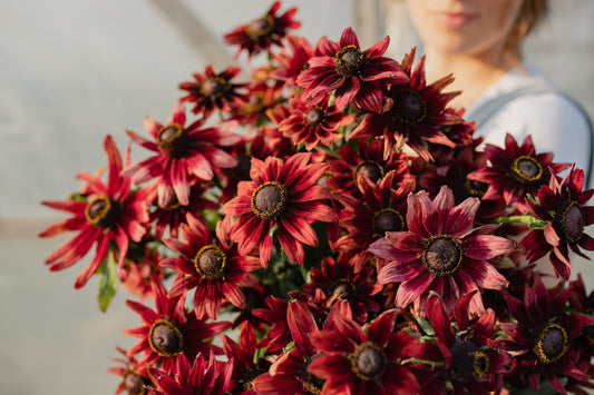 Rudbekija Cherry brandy