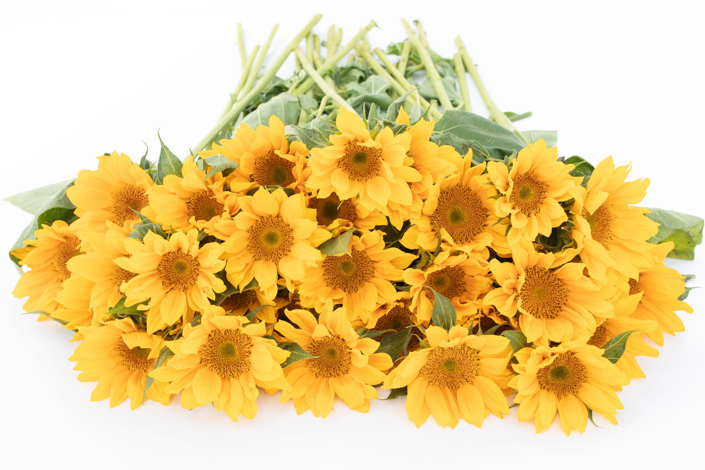 Sončnica Premier up gold