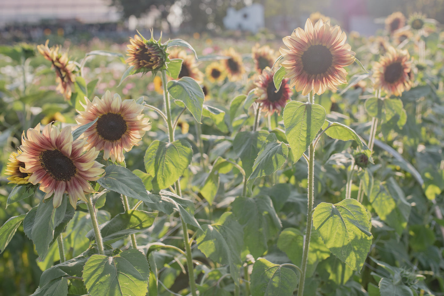 Sončnica Procut plum