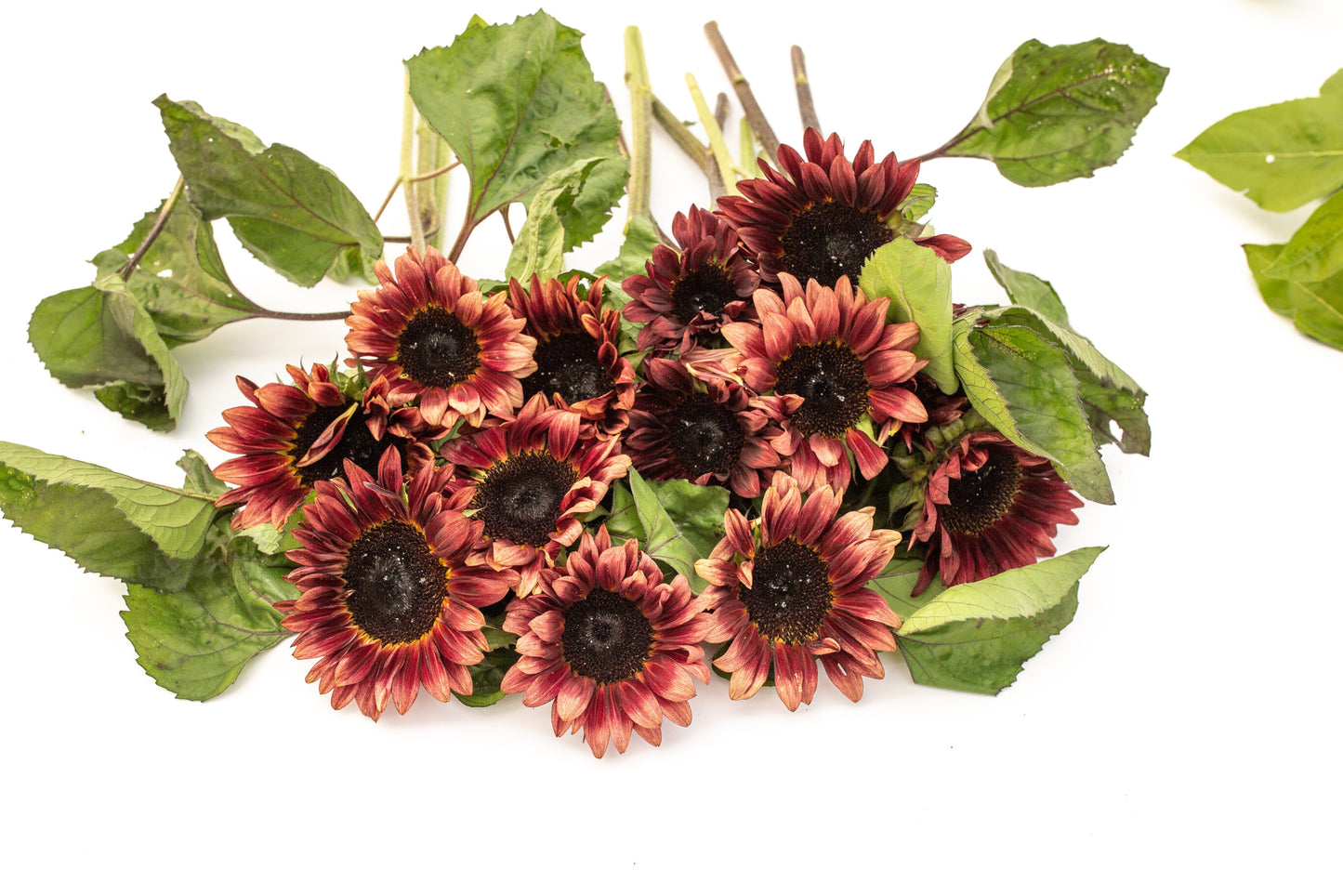 Sončnica Procut red