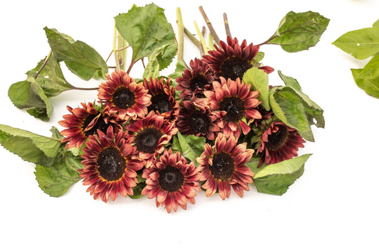 Sončnica Procut red