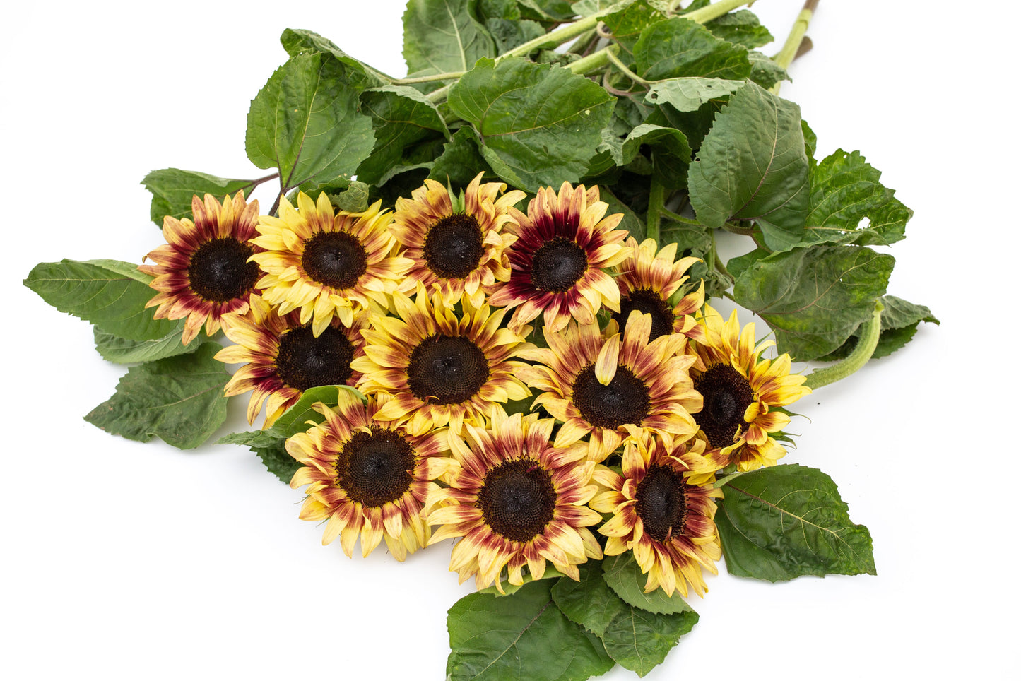 Sončnica Procut red lemon bicolor