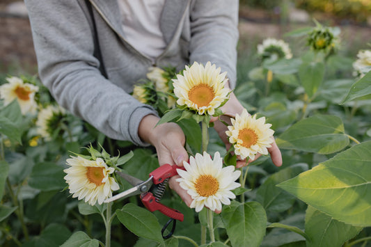 Sončnica Procut white lite