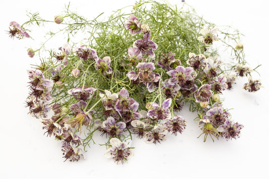 Španska črnika Delft blue