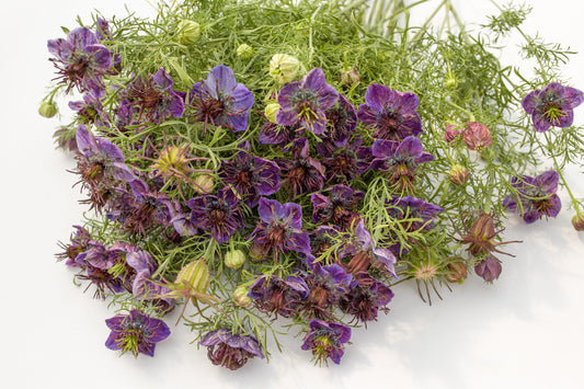 Španska črnika Midnight