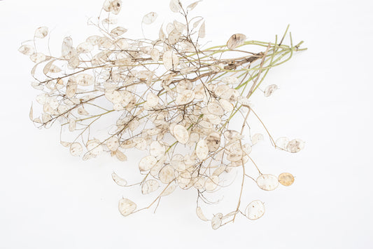 Srebrenka vijolična (Lunaria)