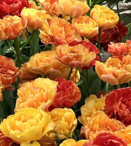 Tulipan Sunlover