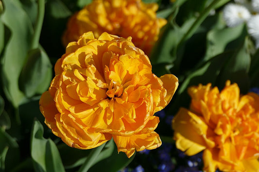 Tulipan Sunlover