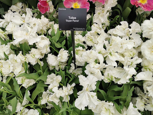 Tulipan Super parrot