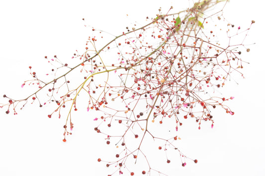 Talinum Jewels of opar