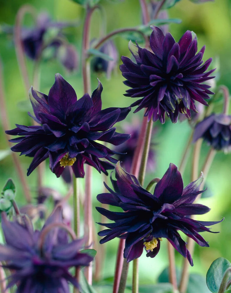 Orlica Black Barlow