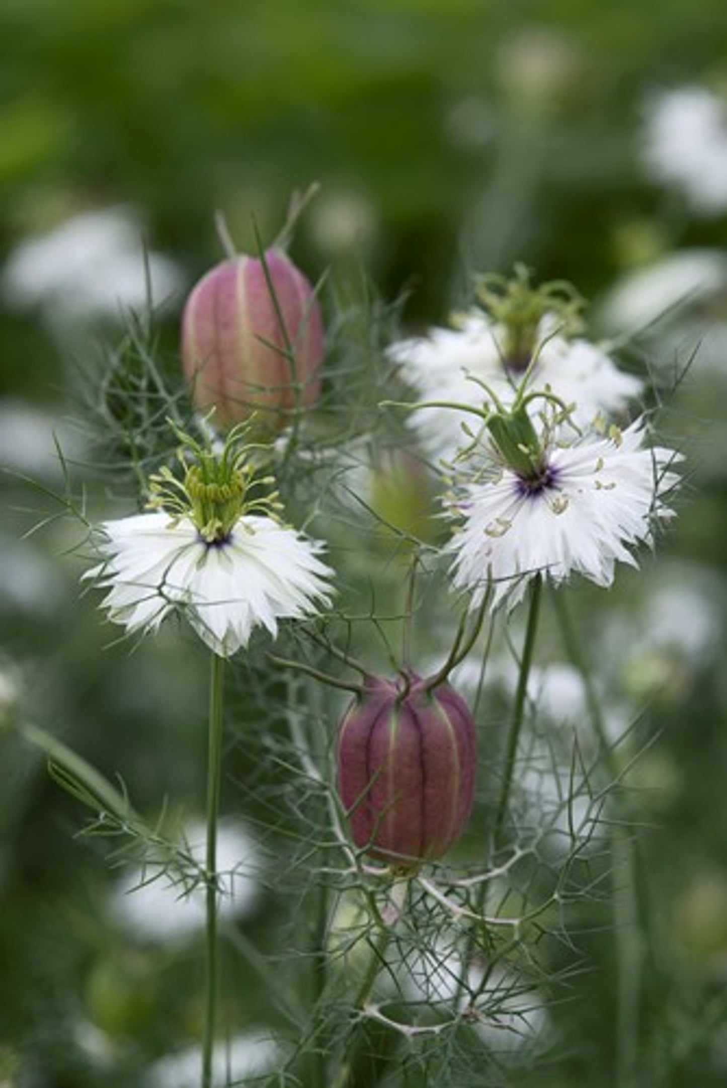 Vzhodna črnika Albion Black Pod