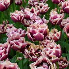 Tulipan Whyndham