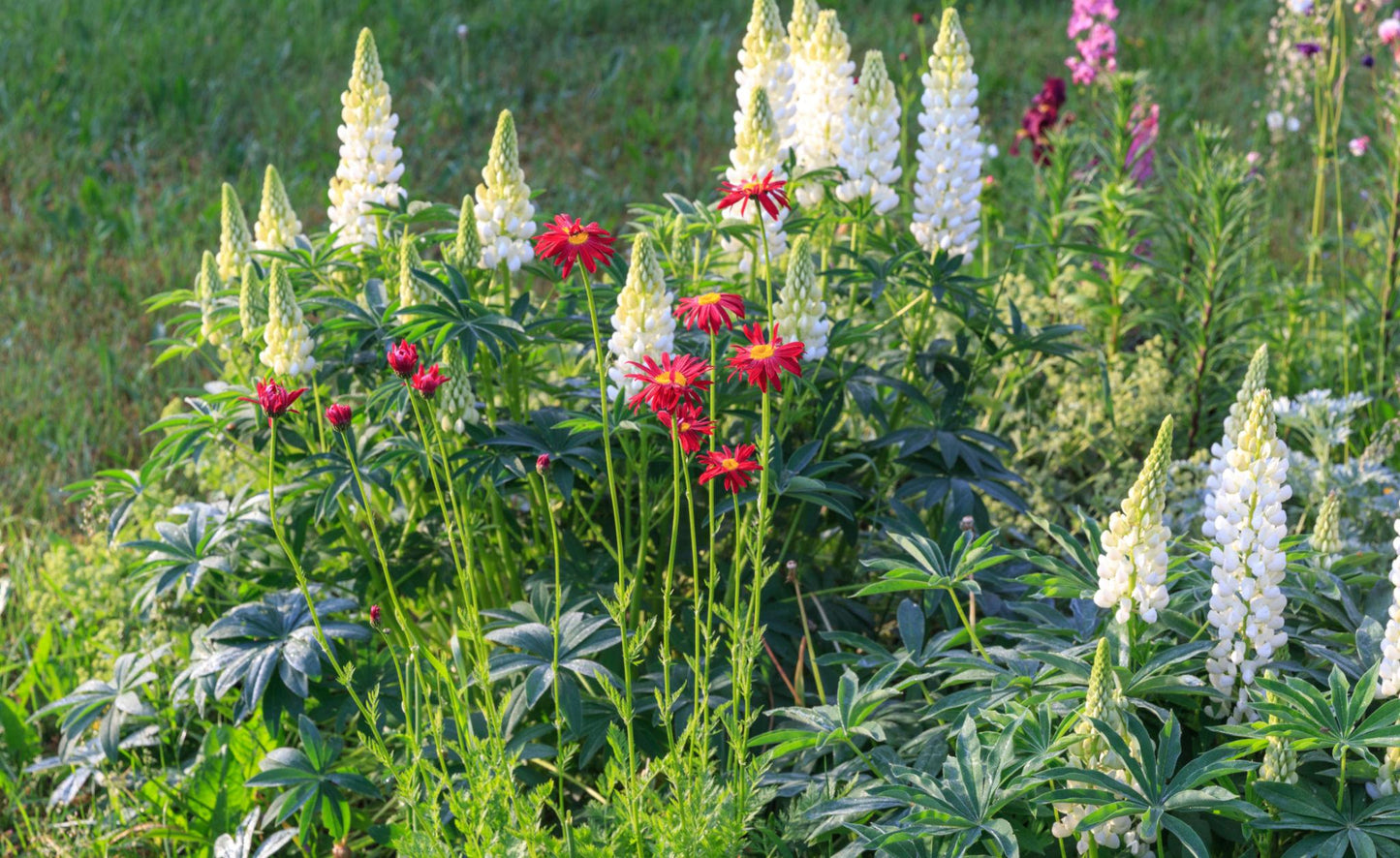 Lupina ‘Noble Maiden’ (Lupinus polyphyllus)
