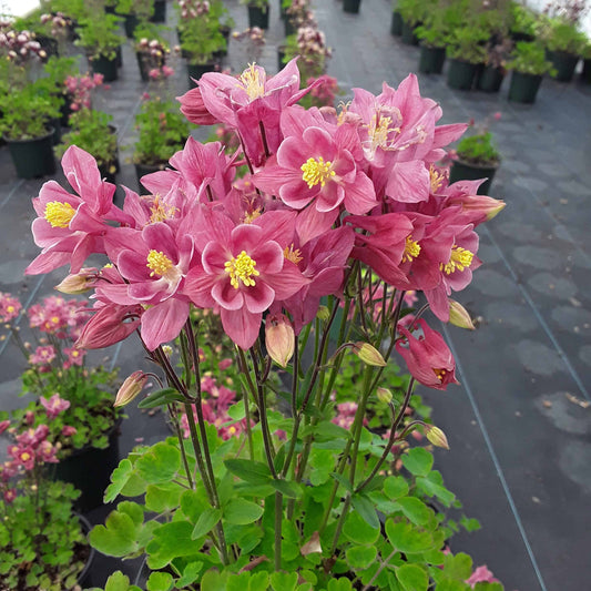 Orlica Winky rose rose