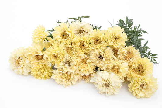 Žametnica Imperiale creme