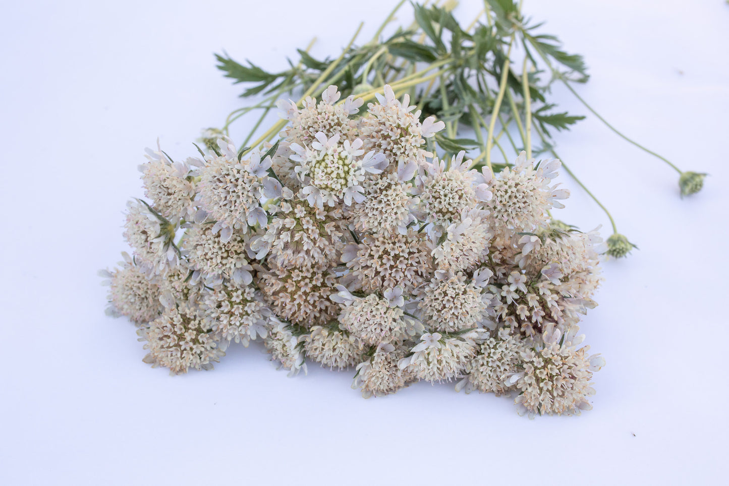 Zvezdasti grintavec (scabiosa)